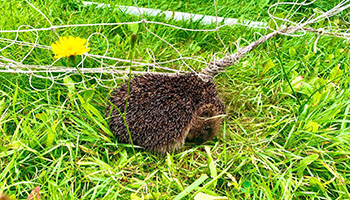hedgehog rescued from netting