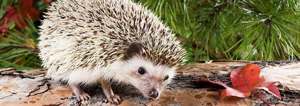 a close-up of an african pygmy hedgehog outside