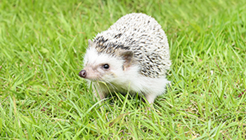 hedgehogrspca