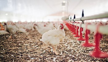 chicken standing in a higher welfare shed © RSPCA