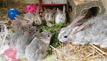 Mum rabbit with her seven babies