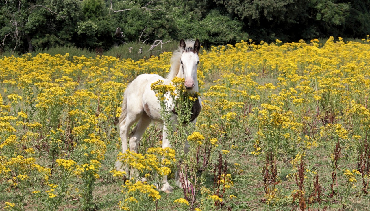horse RSPCA Adoptober campaign