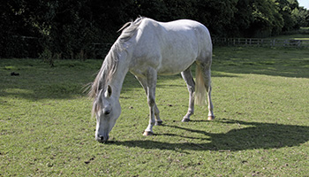 horse rspca