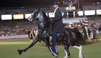 horse show