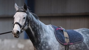 Whips can continue to be used © RSPCA