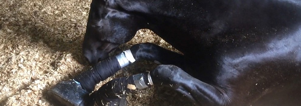 horse abuse