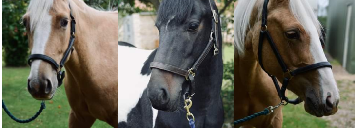 horses RSPCA