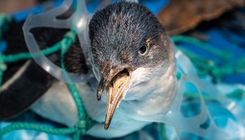 Litter and Animals - Preventing injury from rubbish | RSPCA Litter and Animals - Preventing injury from rubbish | RSPCA