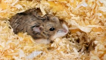 pet hamster peeping out of a nesting material  © iStock