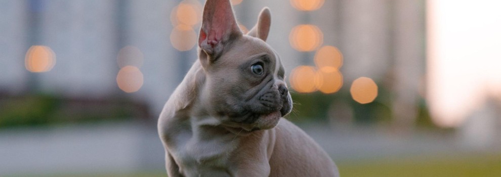 Brachycephalic Animals | Flat Faced Pets | RSPCA Brachycephalic Animals | Flat Faced Pets | RSPCA