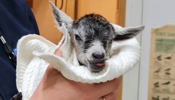 human hand holding newborn goat wrapped in a blanket © RSPCA
