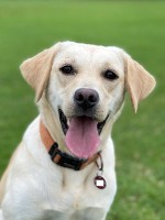 close-up of happy labrador sitting on grass © RSPCA