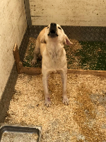 labrador sitting inside a concrete pen © RSPCA