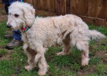 poodle cross type dog with rspca staff outdoors © RSPCA