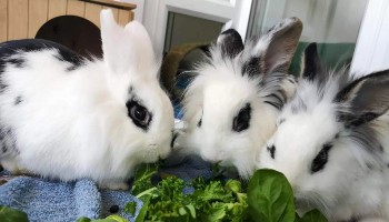 three rescued lionhead rabbits eating lettuce inside © RSPCA