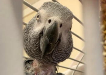 african grey parrot showing plucked feathers on neck © RSPCA