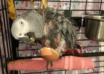 african grey parrot in cage © RSPCA