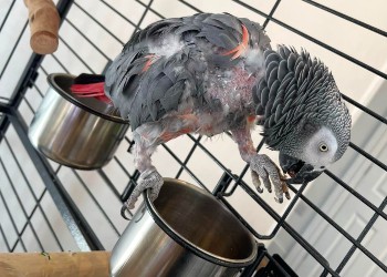 jesse the african grey parrot inside his cage © RSPCA