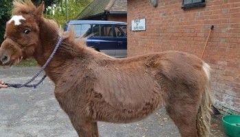 lilly rspca equine care