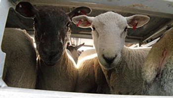livetransportsheep