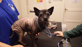 lonely dog rescue rspca