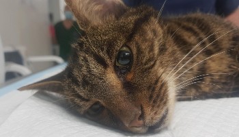 lost cat RSPCA