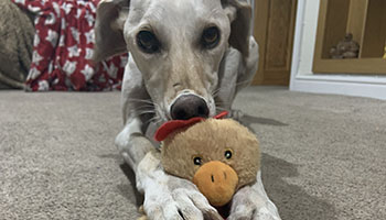 lurcher rpsca william