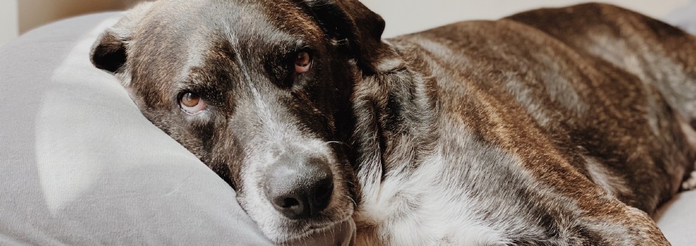 old dog lying on a pillow © Madalyn Cox /Unsplash