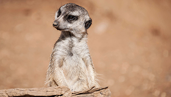Advice And Information On Meerkats Rspca