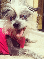 morissa the dog