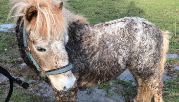close-up of male shetland pony standing in a field © RSPCA
