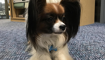 office dog stretch