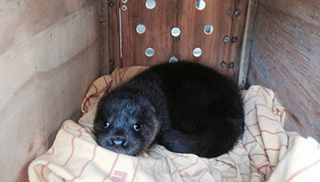 otter rspca rescue