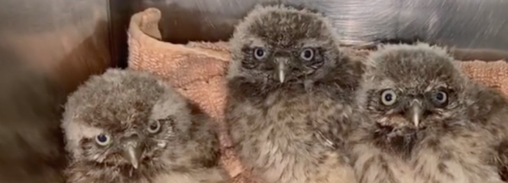 owls rspca