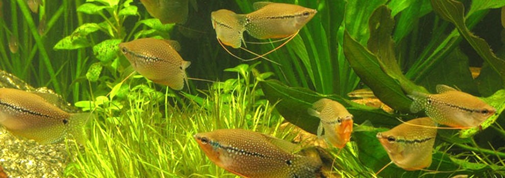 Rspca betta fish cheap