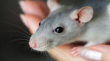 Close up of a pet rat