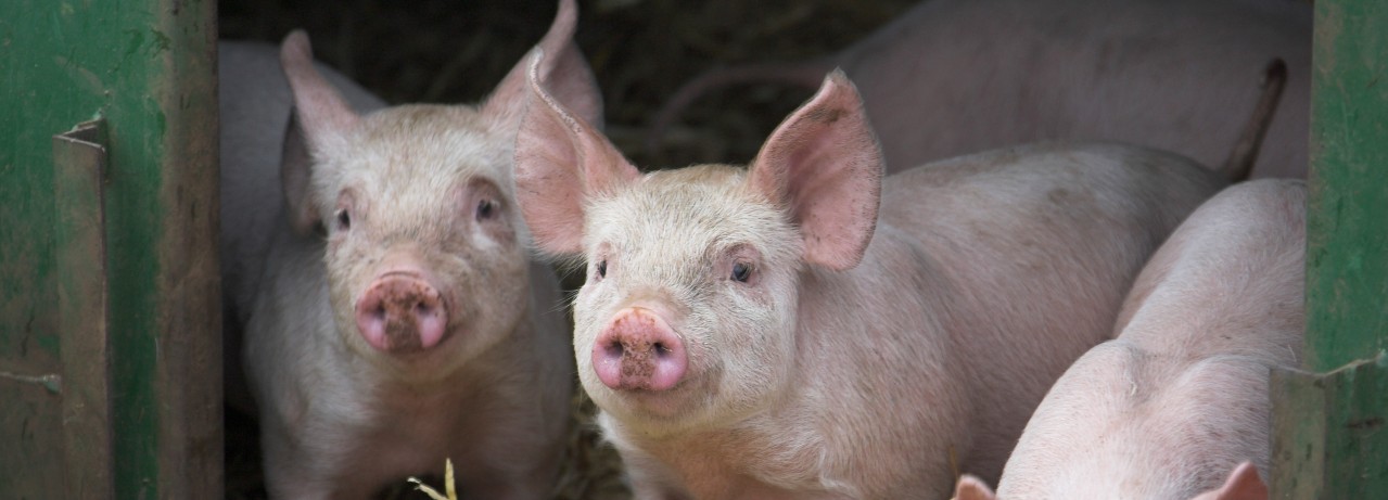 pigs brexit