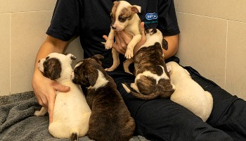puppies_rspca