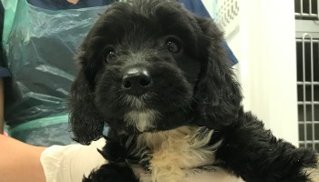 puppy