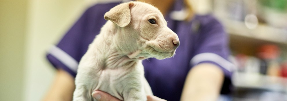 rspca puppy