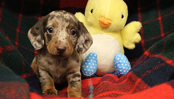 puppy with toy and blanket