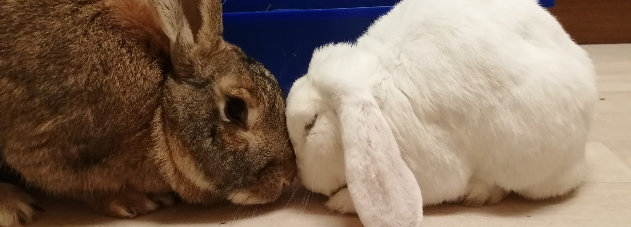 RSPCA rabbits