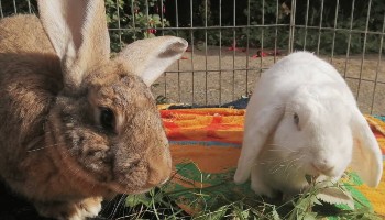 rabbits eating