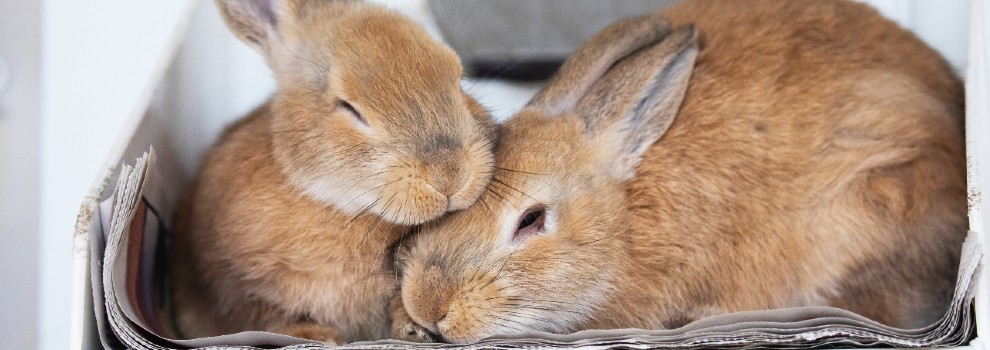 Pregnant rabbits | RSPCA