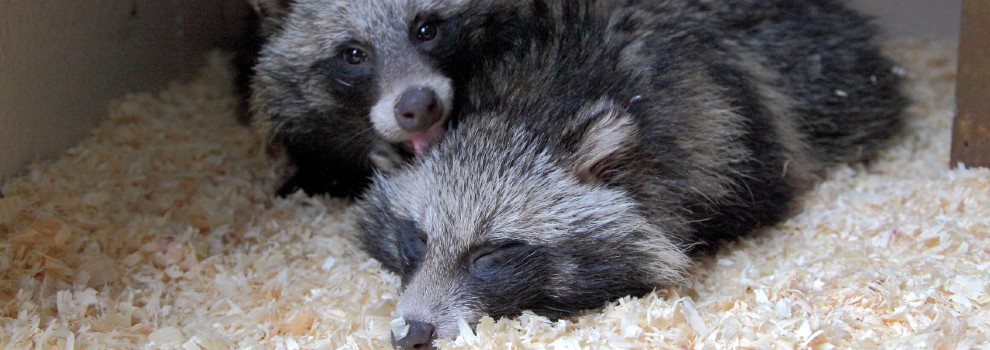 raccoon dogs fur free Britain rspca