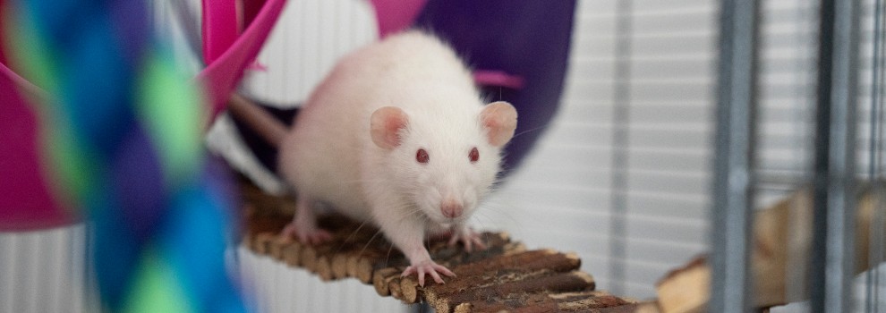 rat rspca