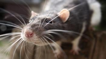 Behaviour Rats Pet Rodents,Great Gatsby Gin Rickey