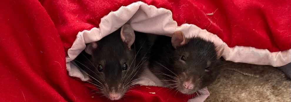 rats rspca