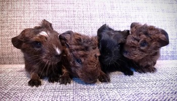 rescue animals guinea pigs rspca