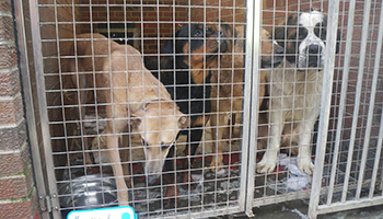 rspca convicted dog kennel